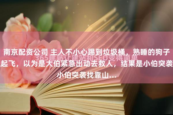 南京配资公司 主人不小心踢到垃圾桶，熟睡的狗子惊醒弹跳起飞，以为是大伯紧急出动去救人，结果是小伯突袭找靠山...